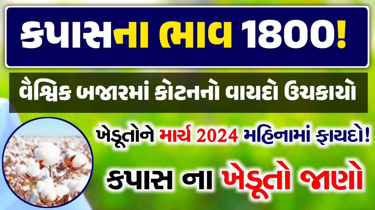 today cotton price