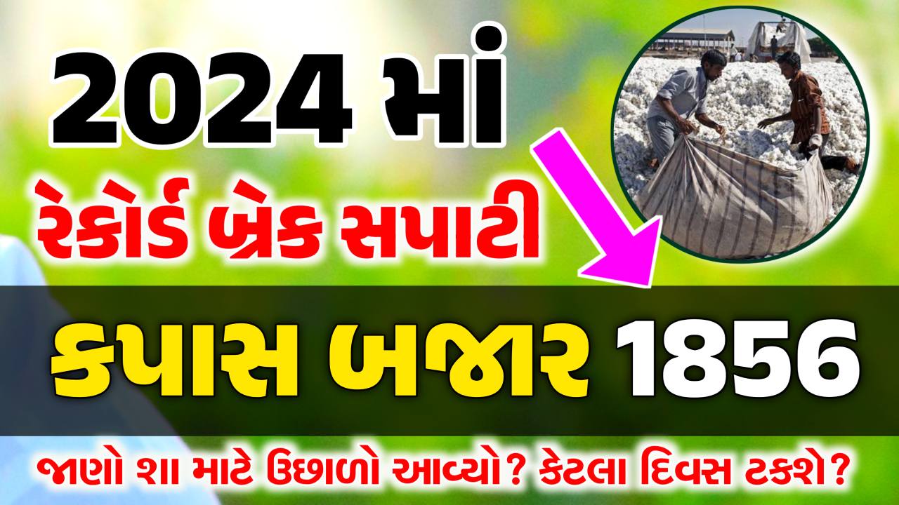 aajna kapas bhav 2024