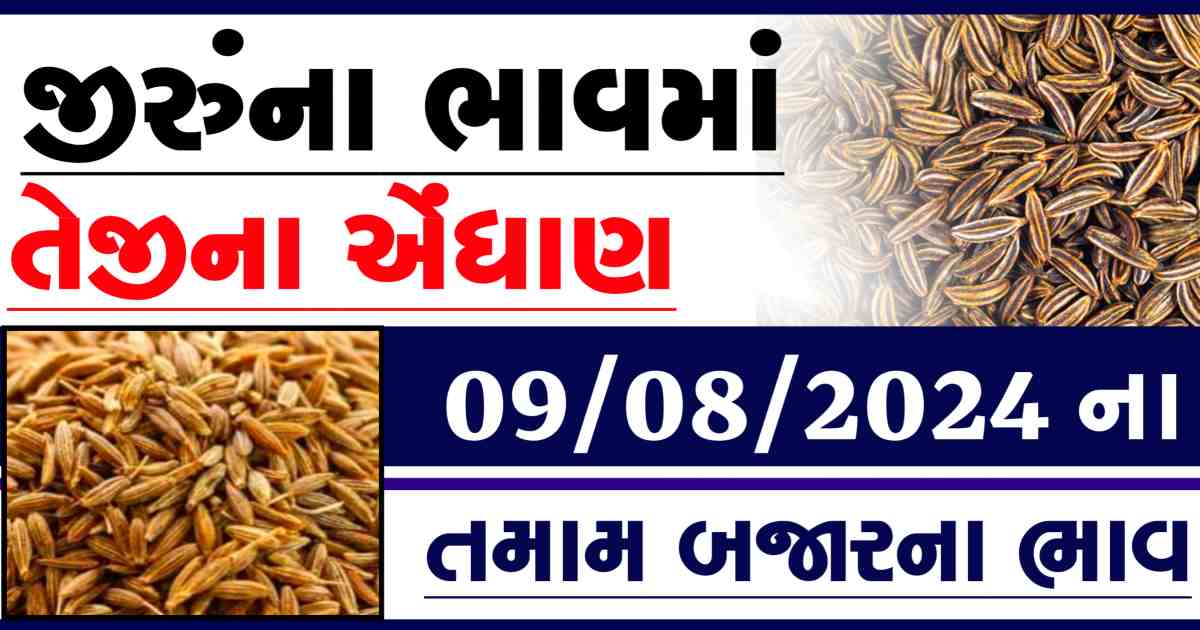 Jiru na bajar bhav 09 August