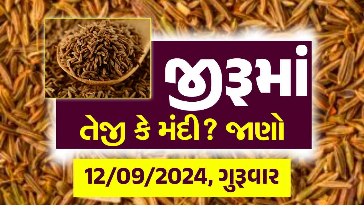 Jiru na bajar bhav 12 September