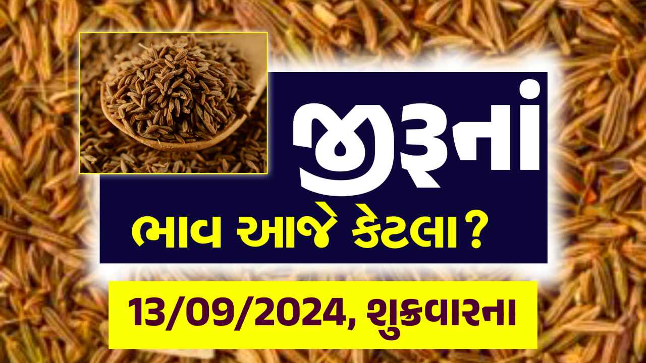 Jiru na bajar bhav 13 September