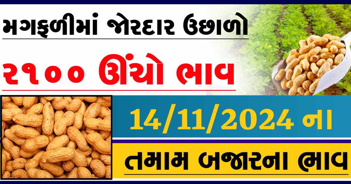Aaj na magfali na bajar bhav 14 November