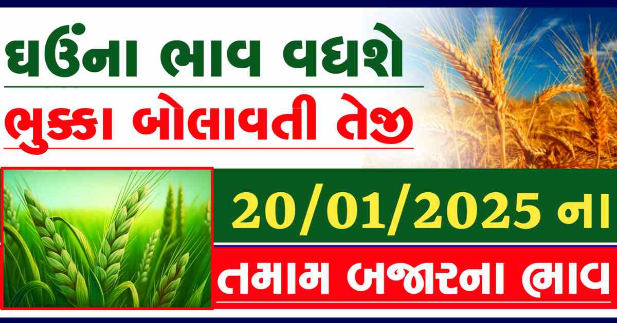 Ghau na bajar bhav 20 January