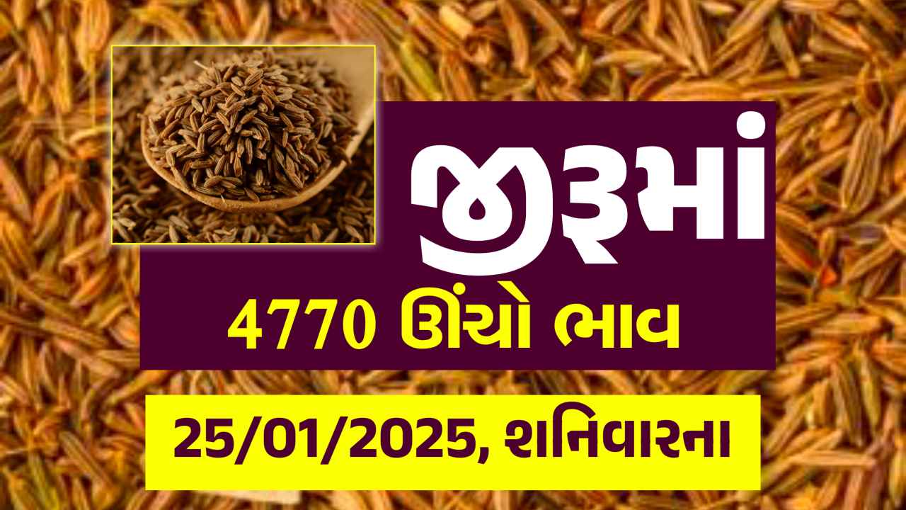 Jiru na bajar bhav 25 January